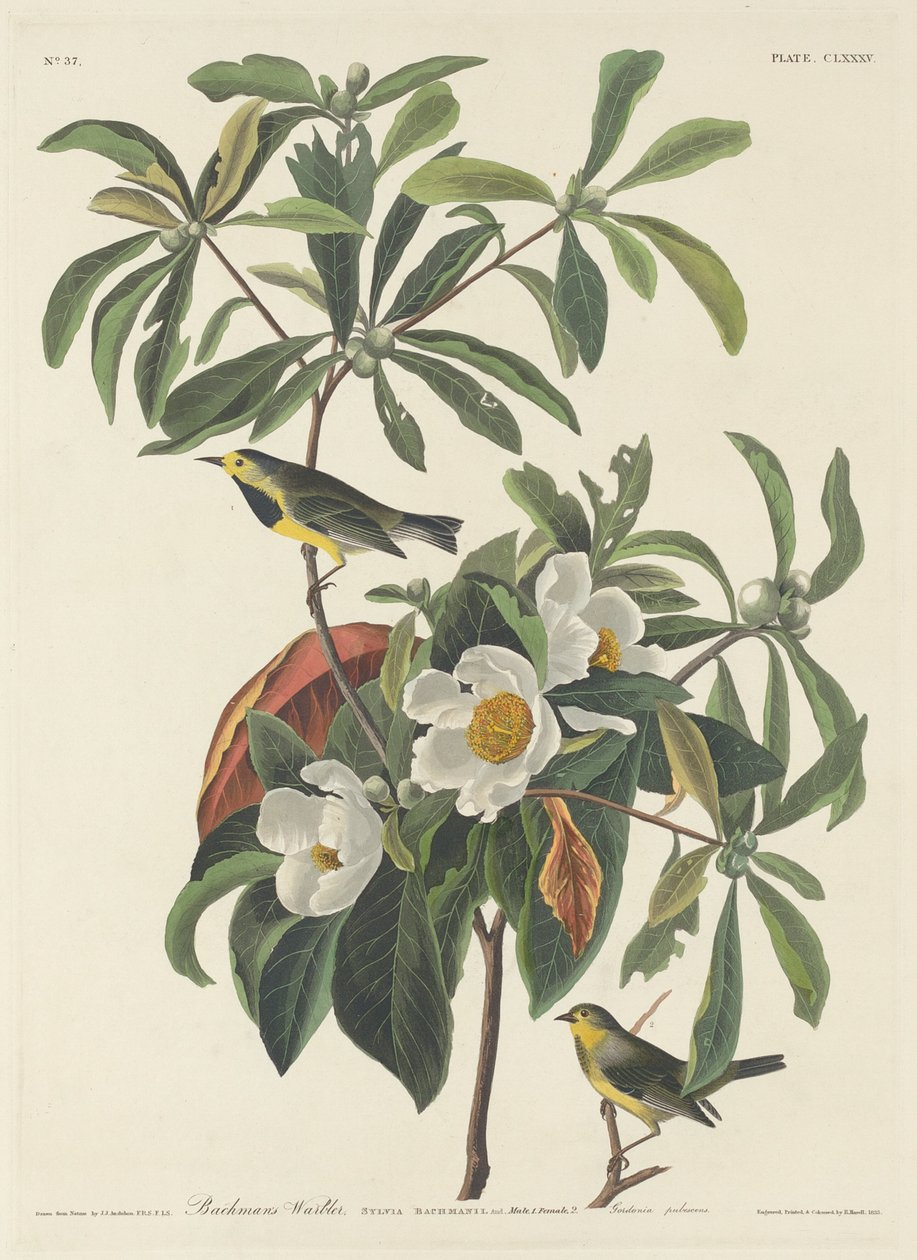 Bachmanův pěnice, 1834. od Robert Havell