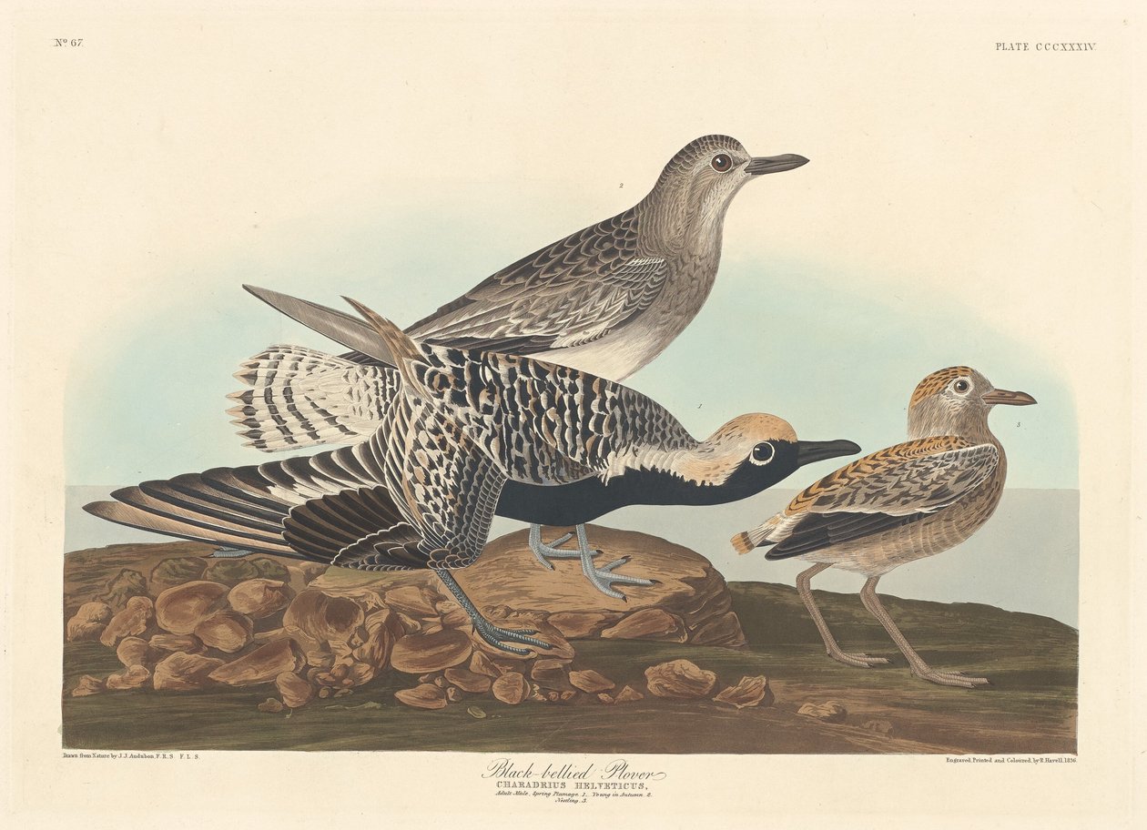 Kulík černobřichý, 1836. od Robert Havell