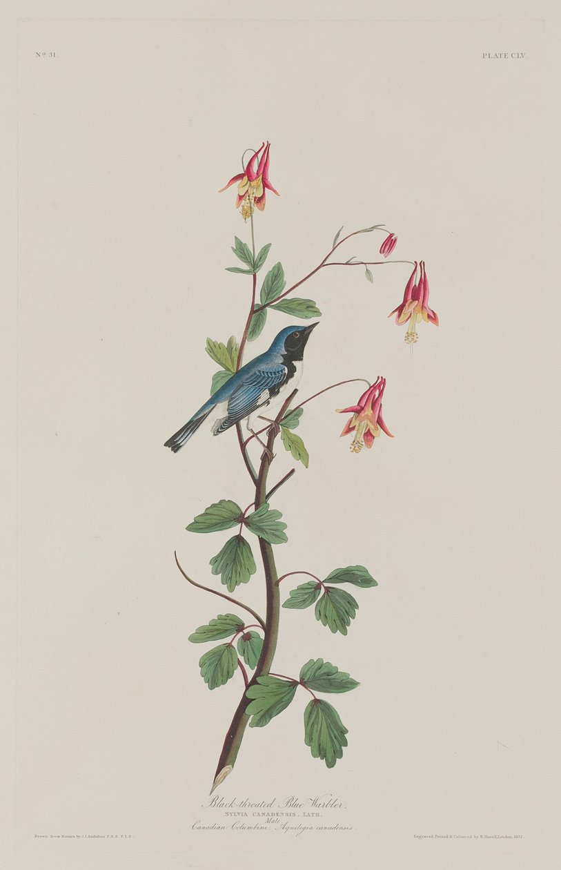 Pěnice modrokrká, 1832. od Robert Havell