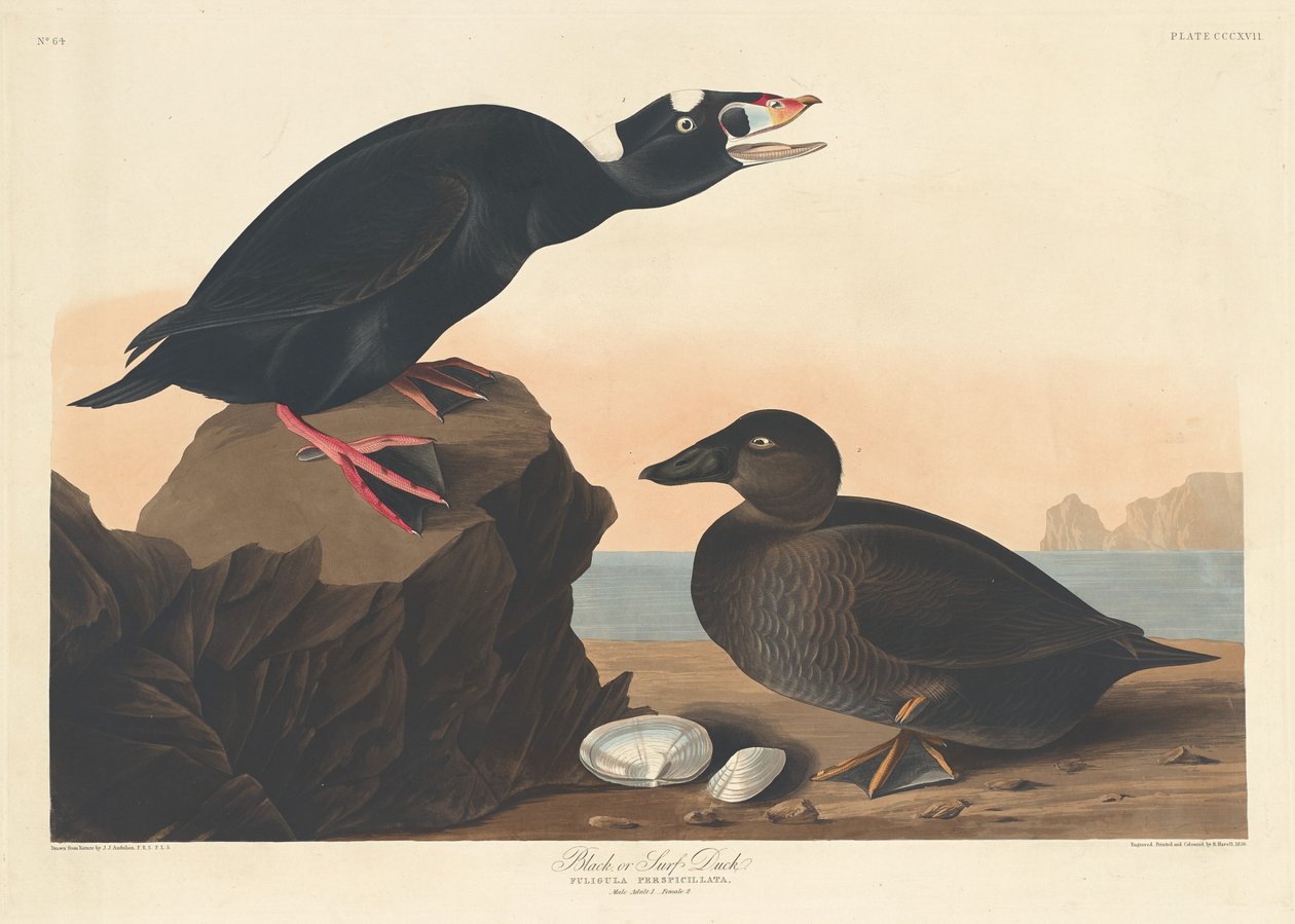Černá nebo surfová kachna, 1836. od Robert Havell