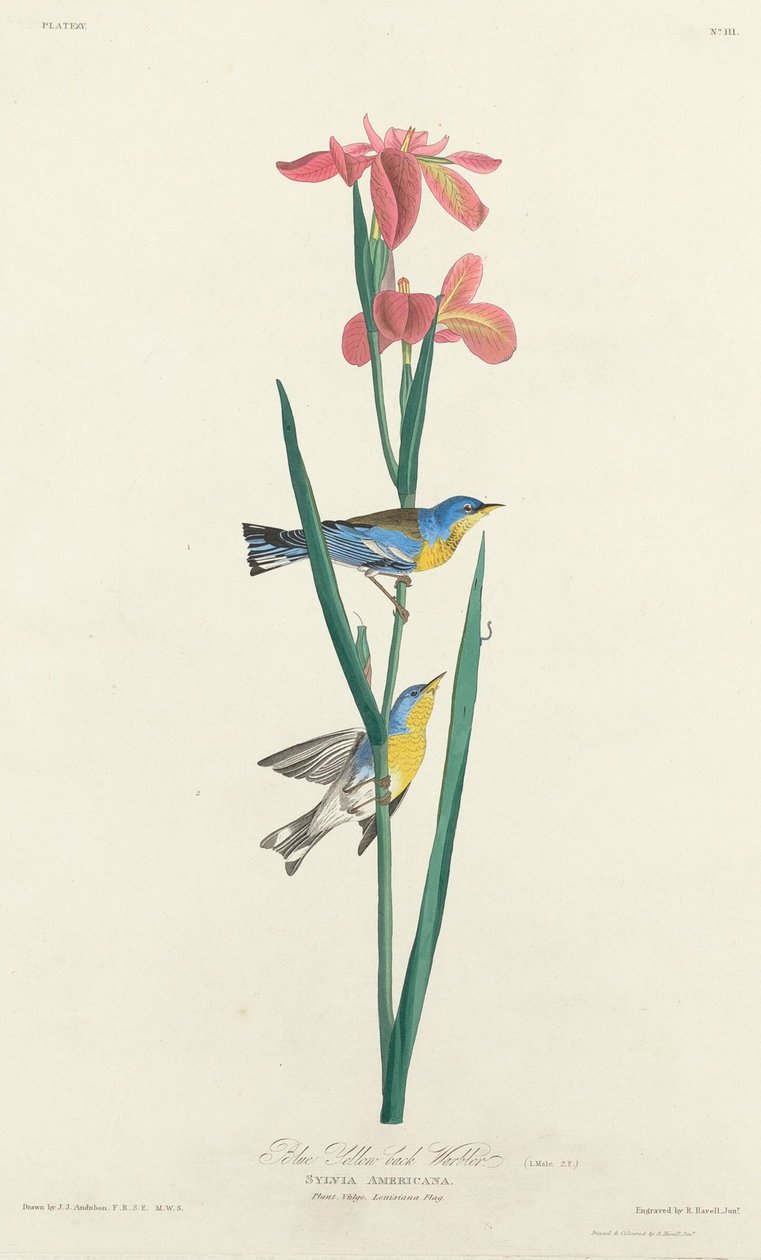 Modrá pěnice žlutohřbetá, 1827. od Robert Havell