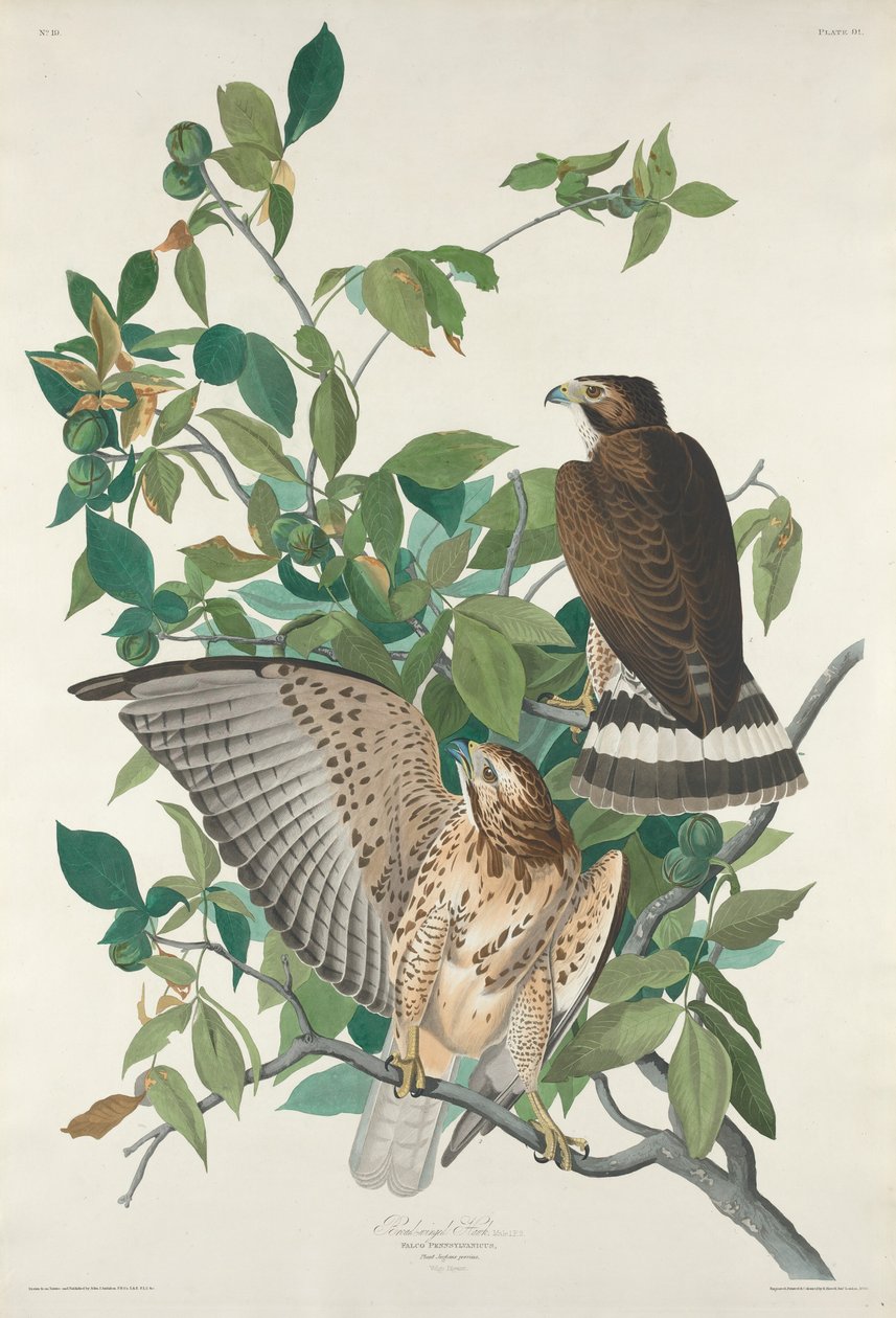 Jestřáb širokokřídlý, 1830. od Robert Havell