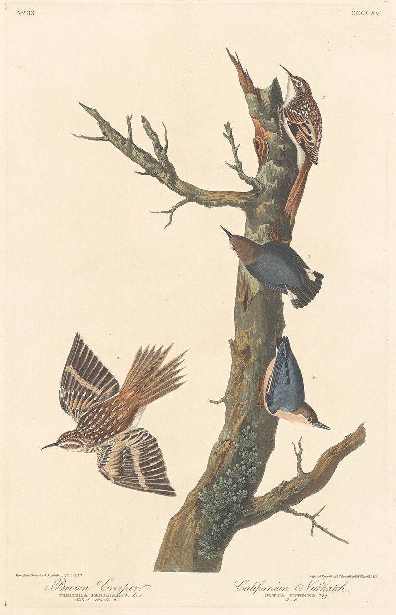 Hnědý popínavý a brhlík kalifornský, 1838. od Robert Havell