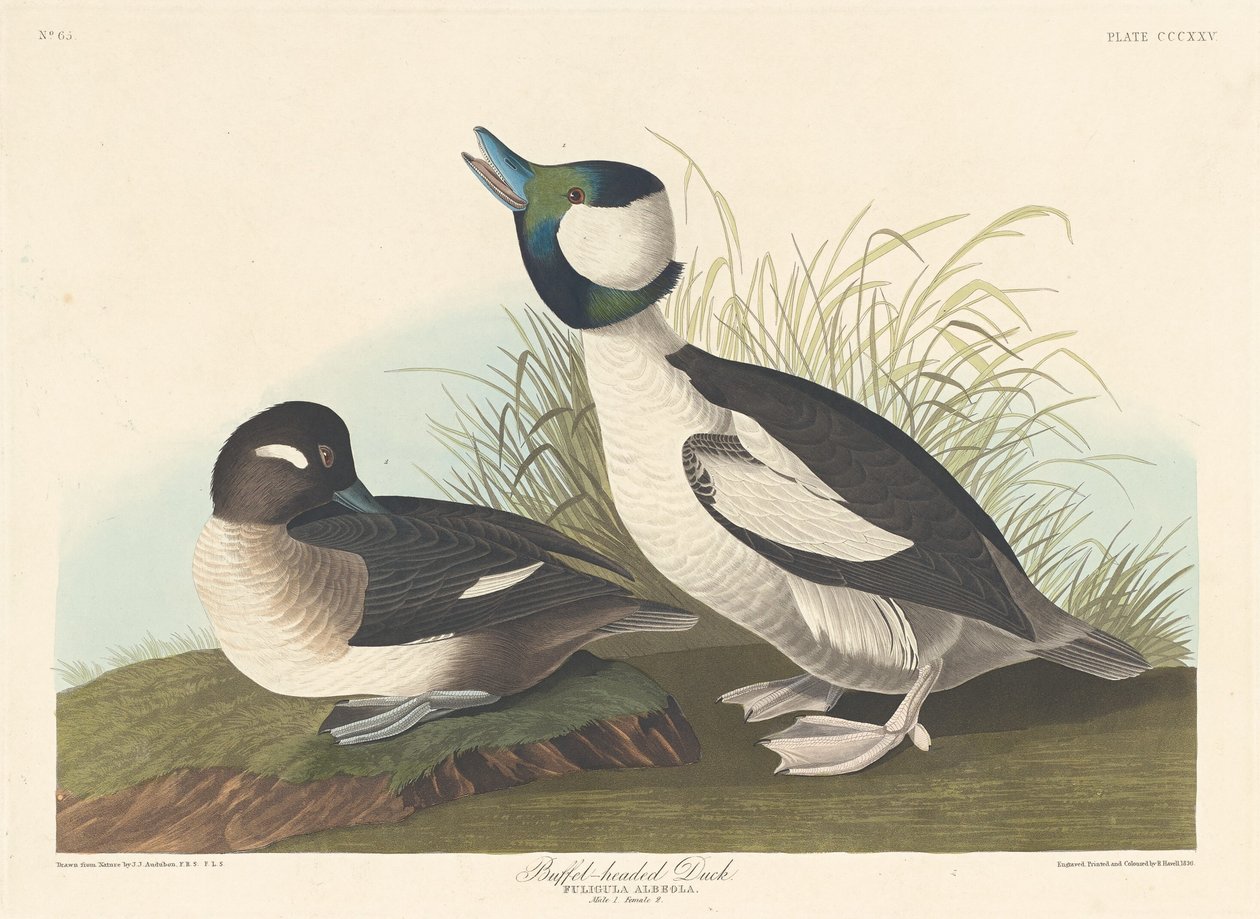 Kachna s buvolí hlavou, 1836. od Robert Havell
