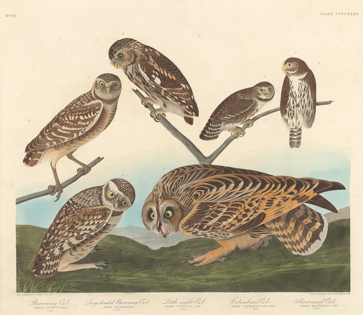 Puštík obecný, puštík velkohlavý a noční sova, 1838. od Robert Havell