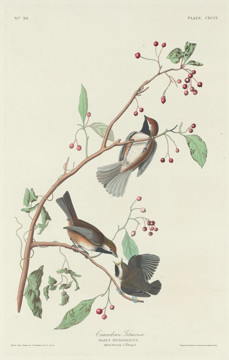 Kanadská sýkorka, 1834. od Robert Havell