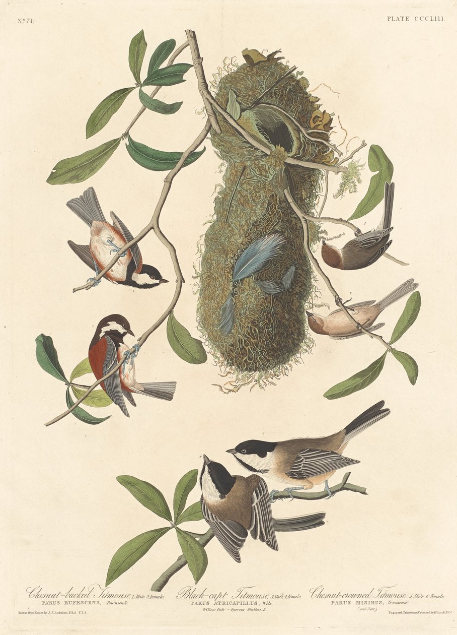 Sýkora kaštanově hřbetá, sýkorka černotemenná a sýkorka kaštanová, 1837. od Robert Havell