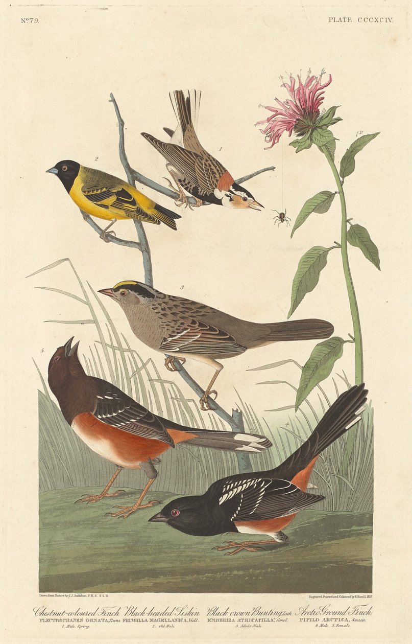Pěnkava kaštanově zbarvená, sikožec černohlavý, strnad černý a pěnkava arktická, 1837. od Robert Havell
