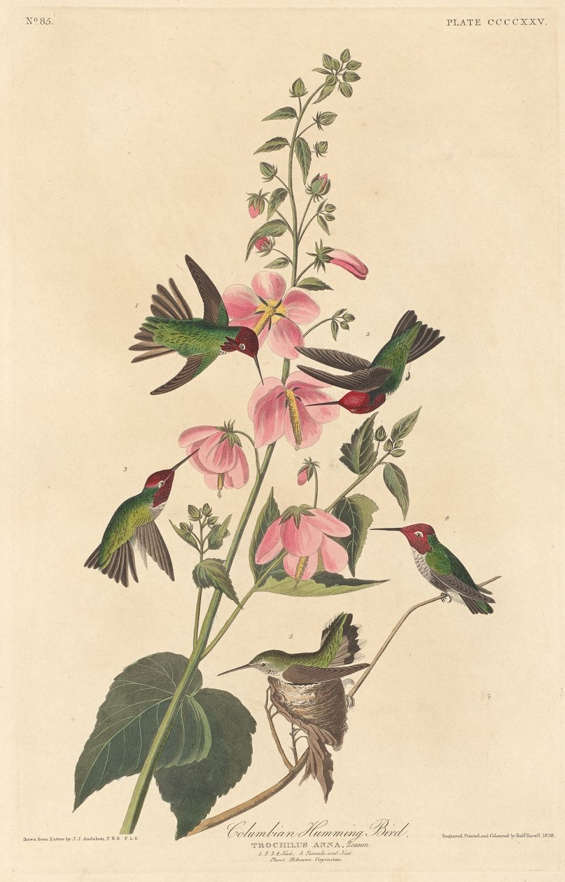 Kolumbijský kolibřík, 1838. od Robert Havell