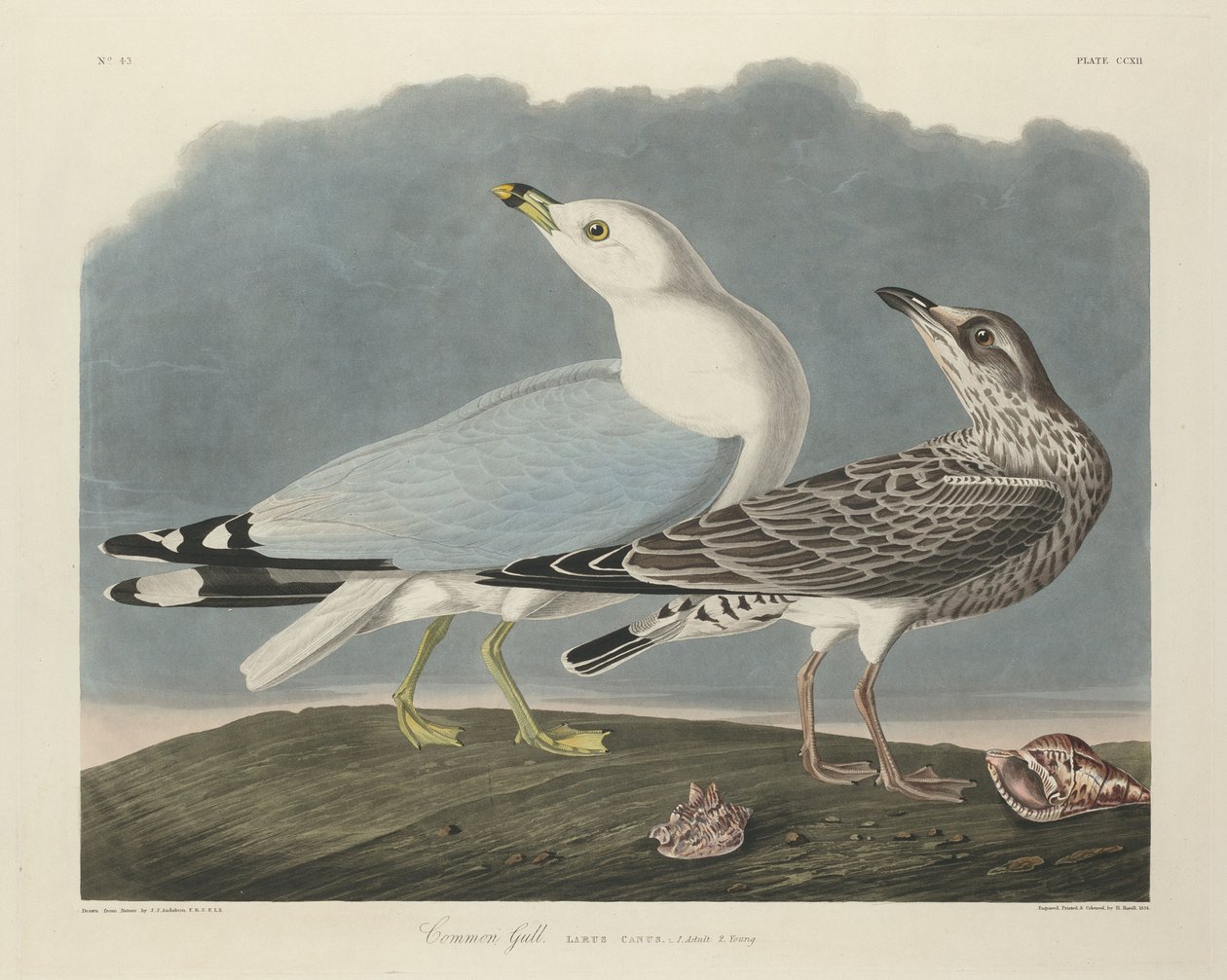 Racek obecný, 1834. od Robert Havell