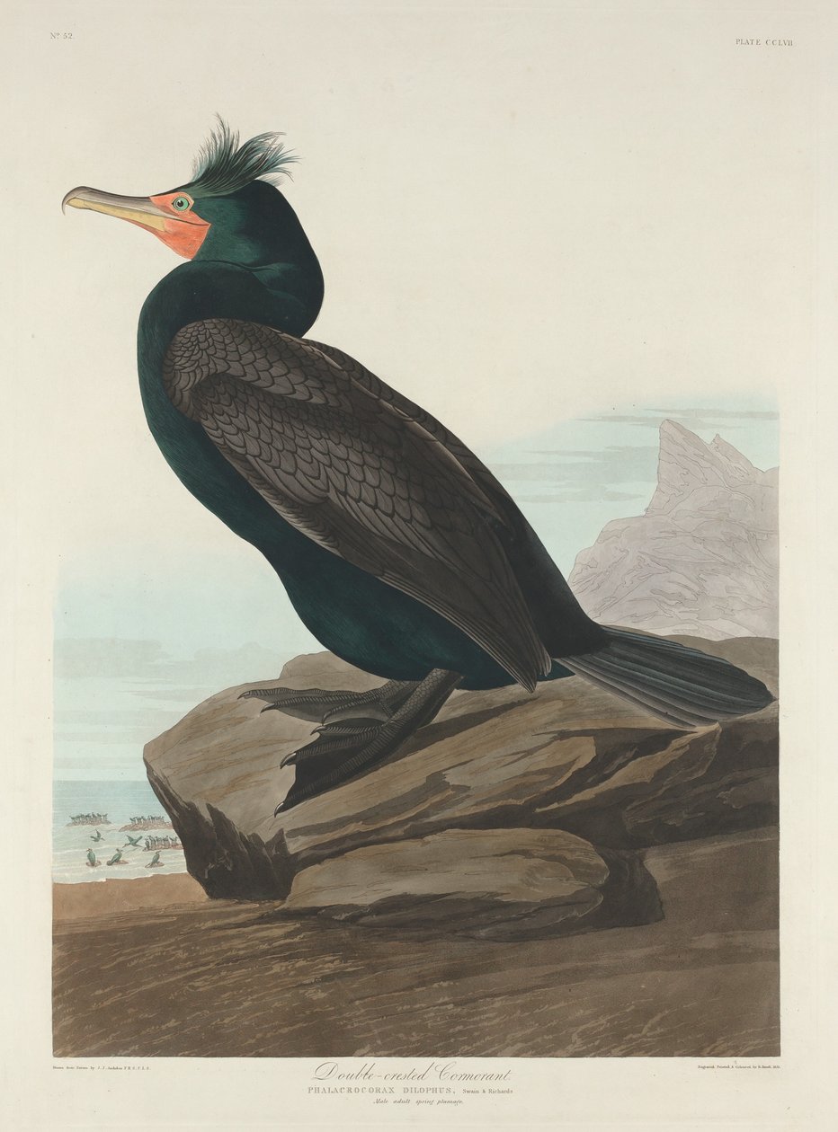 Kormorán dvouchocholatý, 1835. od Robert Havell