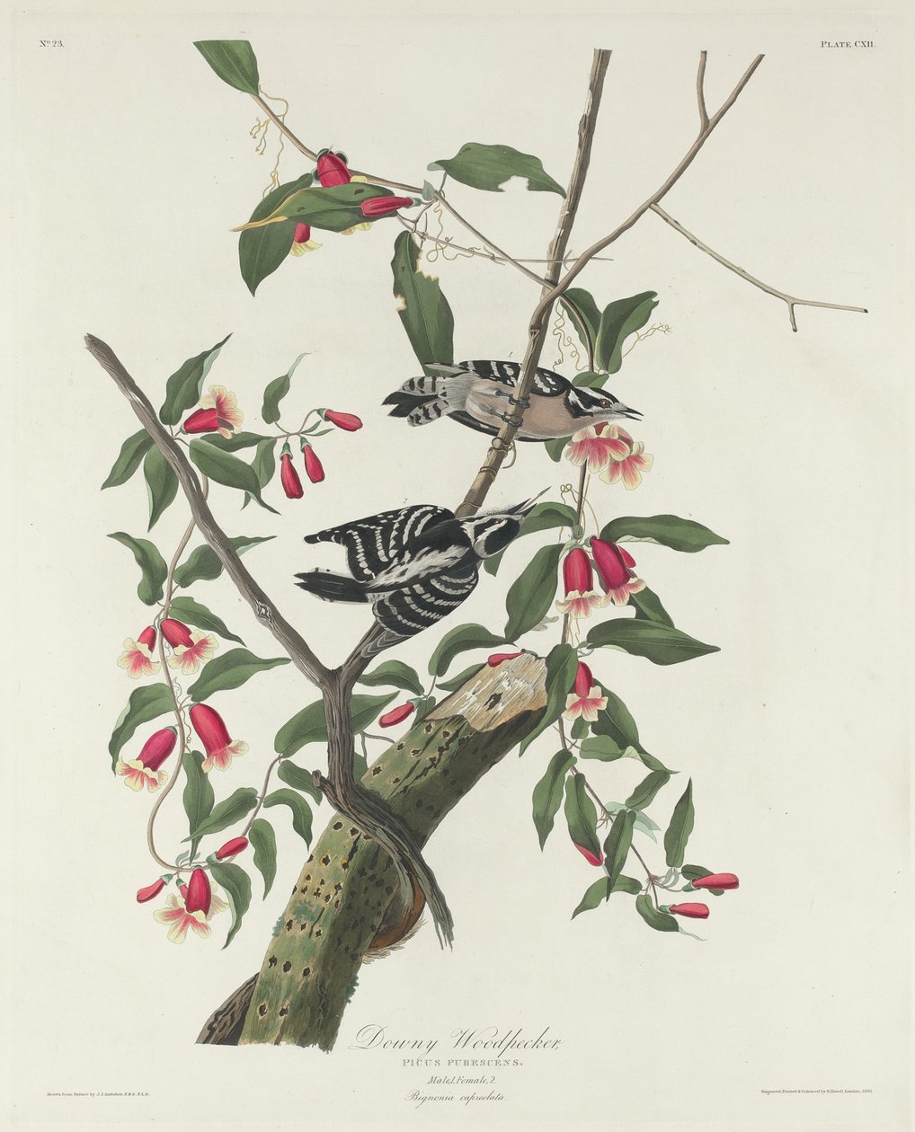 Datel plstnatý, 1831. od Robert Havell