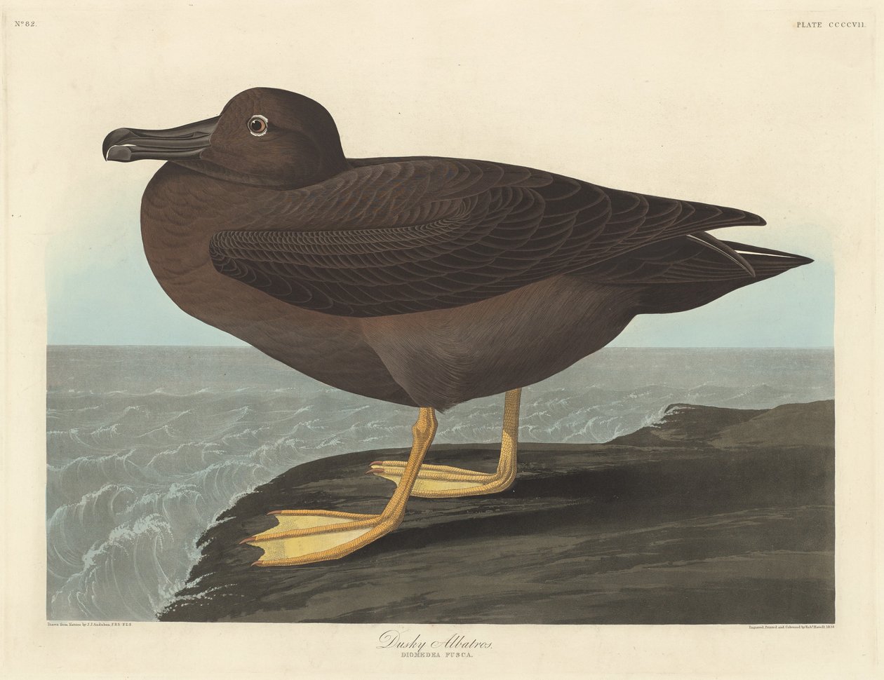 Dusky Albatros, 1838. od Robert Havell