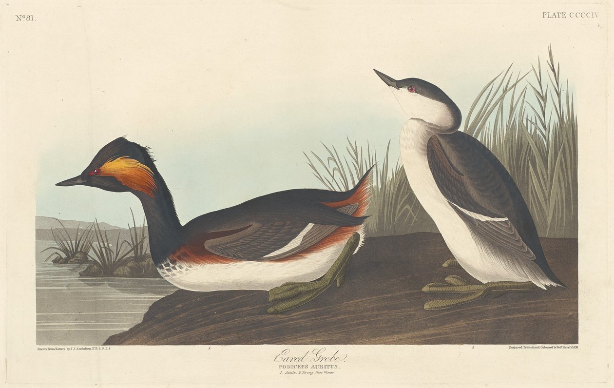 Potápka ušatá, 1838. od Robert Havell