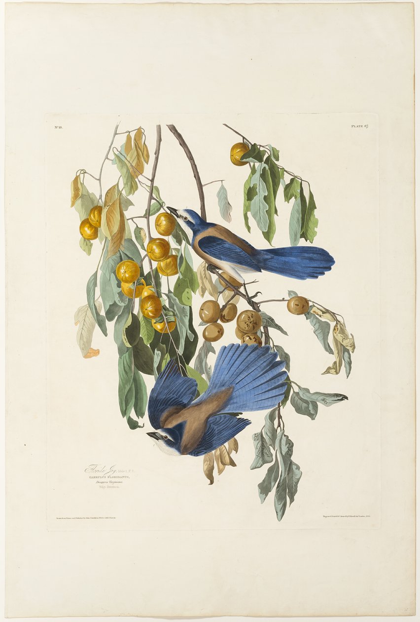 Florida Jay od Robert Havell