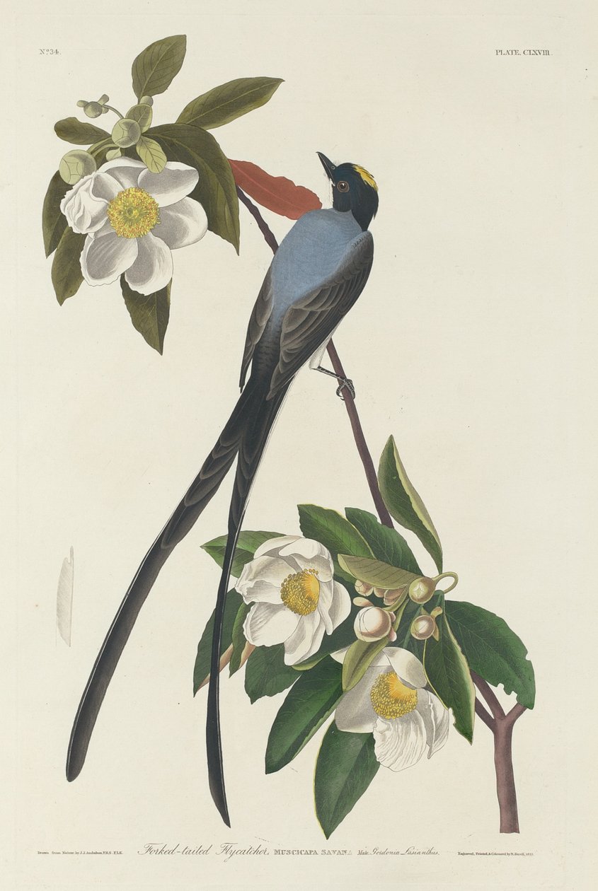 Mucholapka vidlená, 1833. od Robert Havell