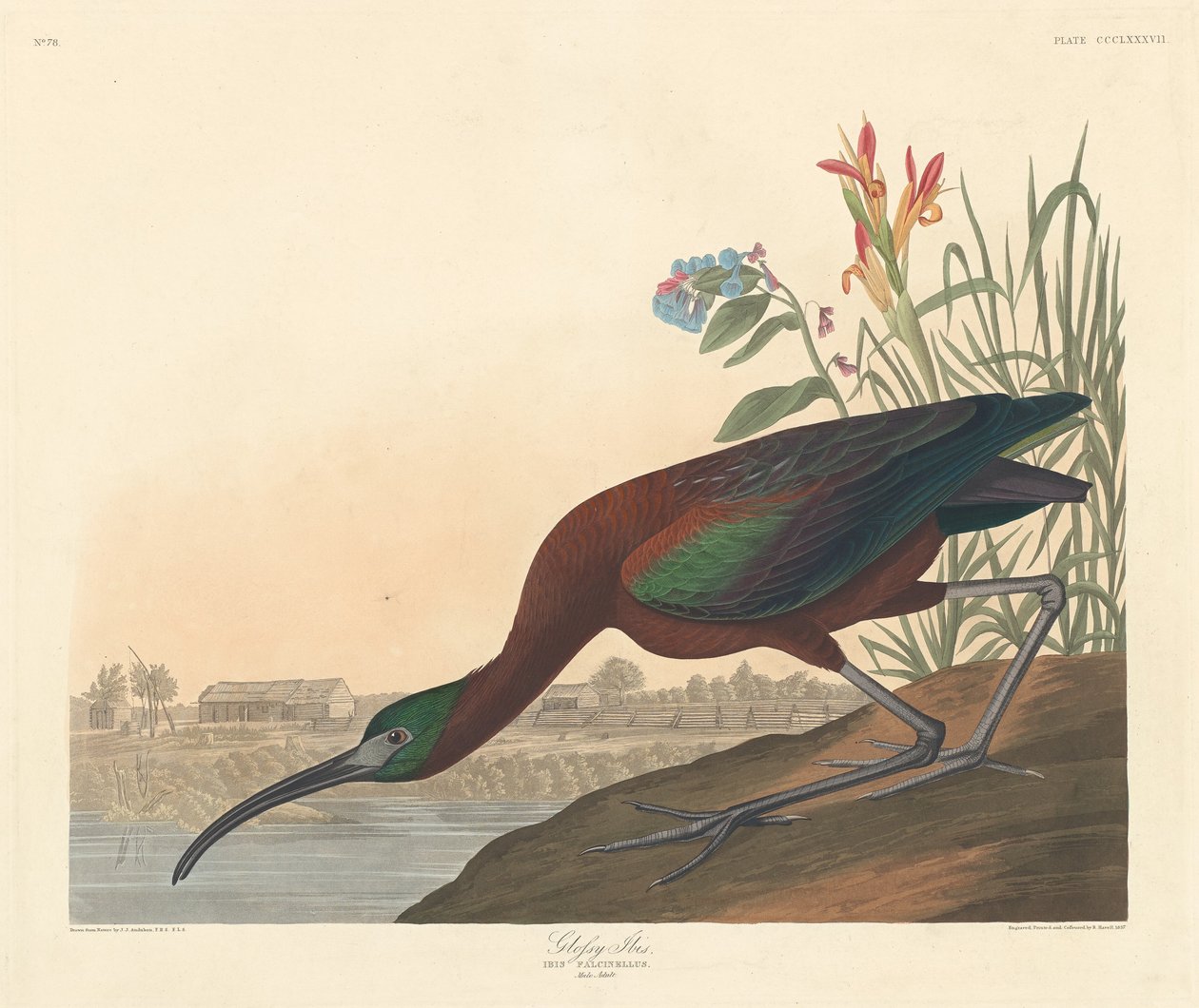 Lesklý Ibis, 1837. od Robert Havell