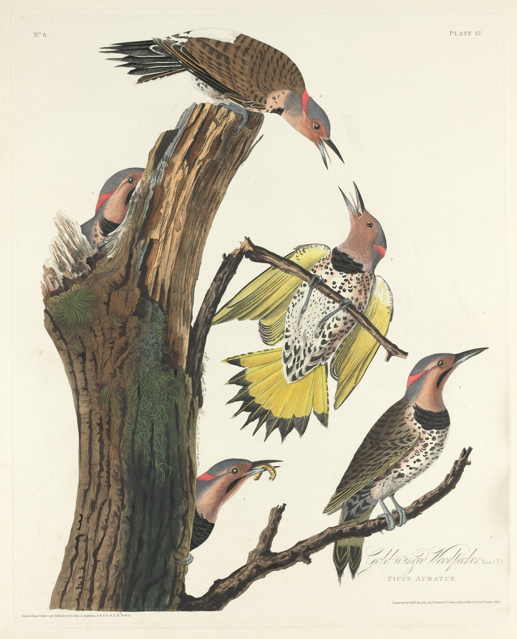 Datel zlatokřídlý, 1828. od Robert Havell