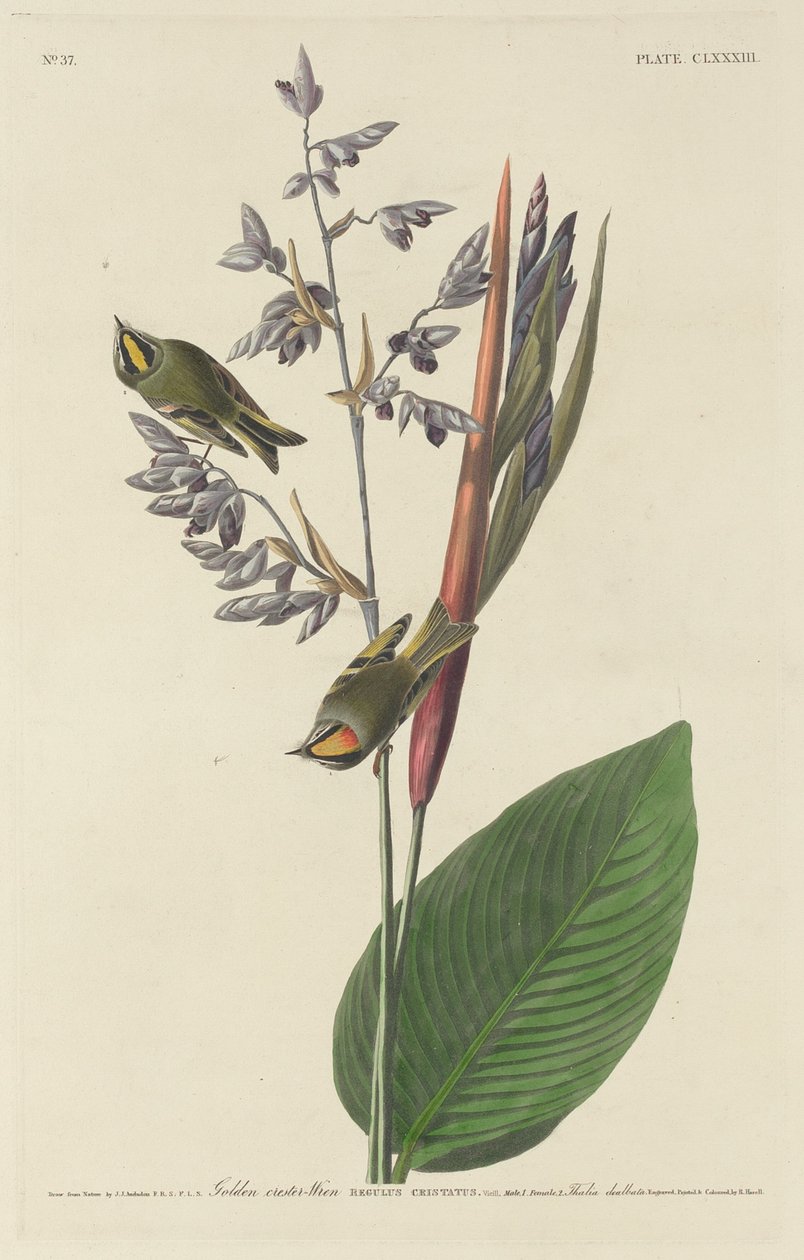 Střízlík zlatý, 1833. od Robert Havell