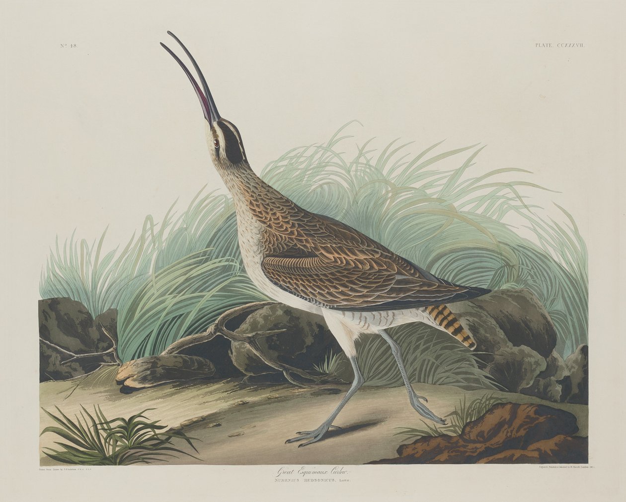 Velký Curlew Eskymáci, 1835. od Robert Havell