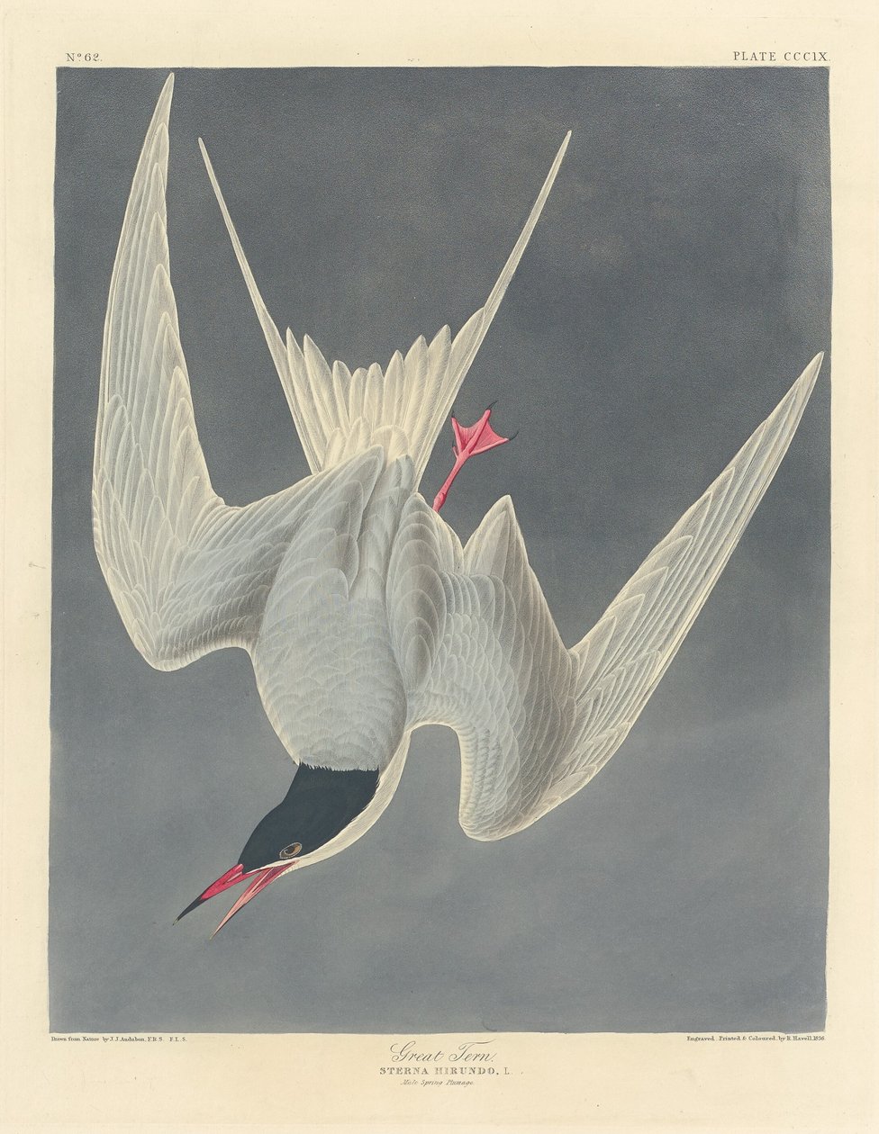 Rybák velký, 1836. od Robert Havell
