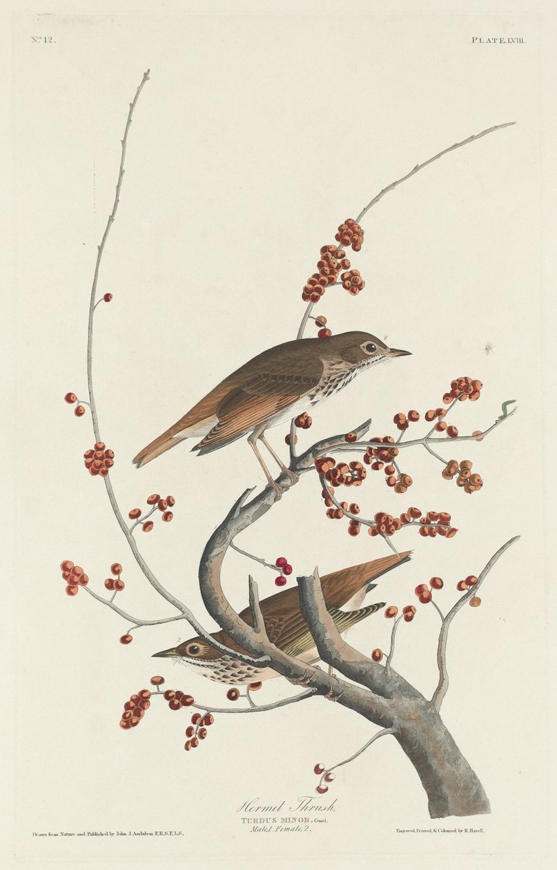 Drozd poustevník, 1829. od Robert Havell