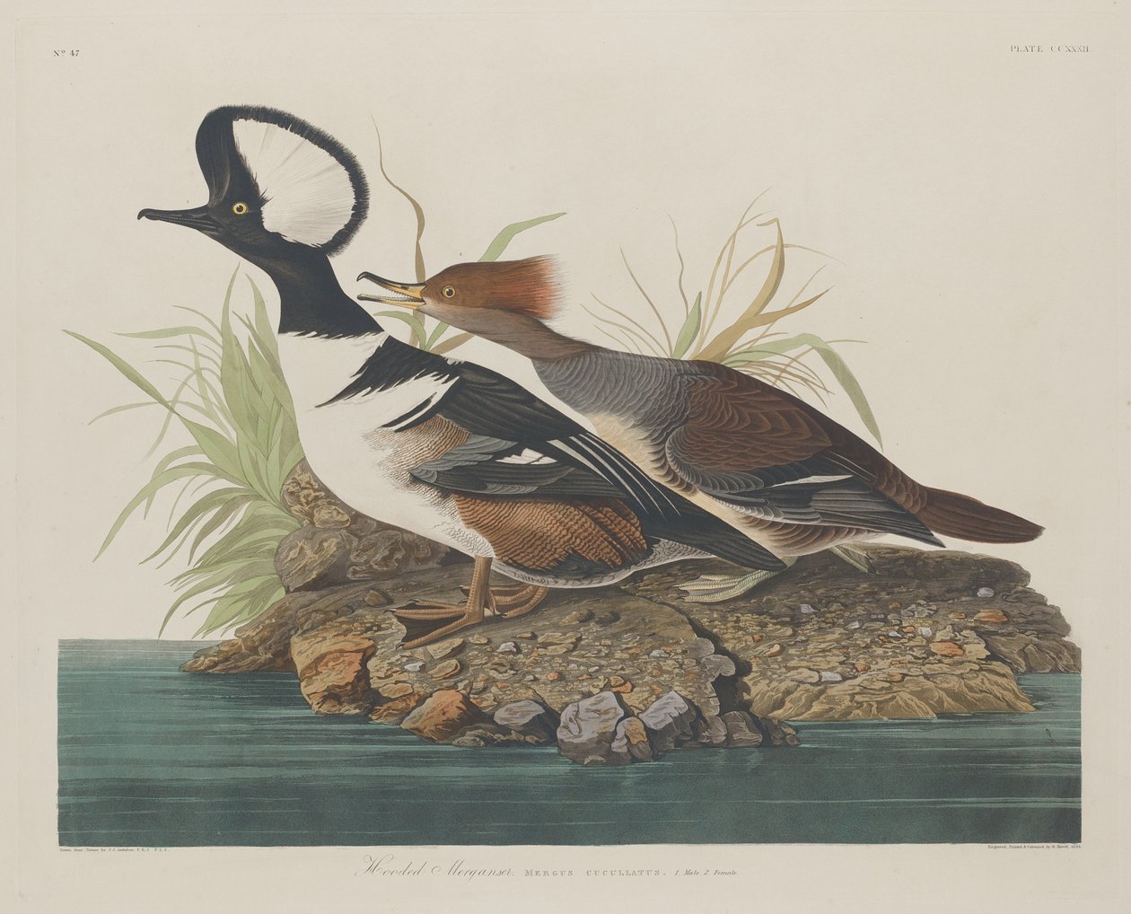 Merganer s kapucí, 1834. od Robert Havell