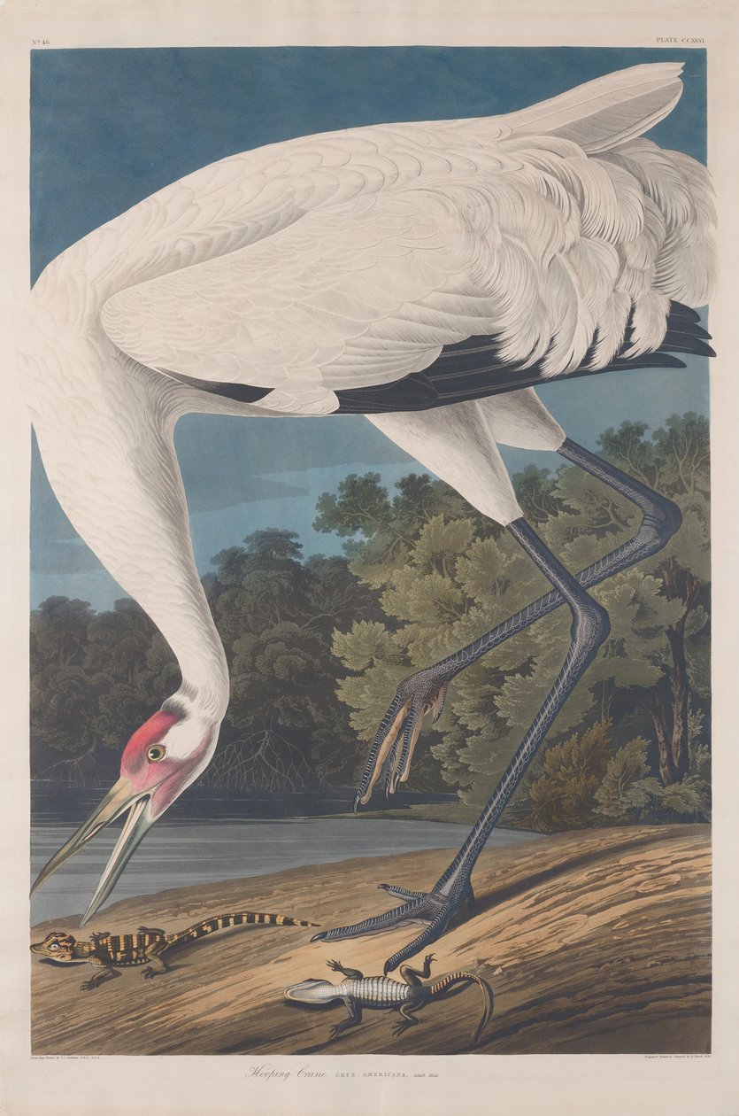 Hooping Crane, 1834. od Robert Havell