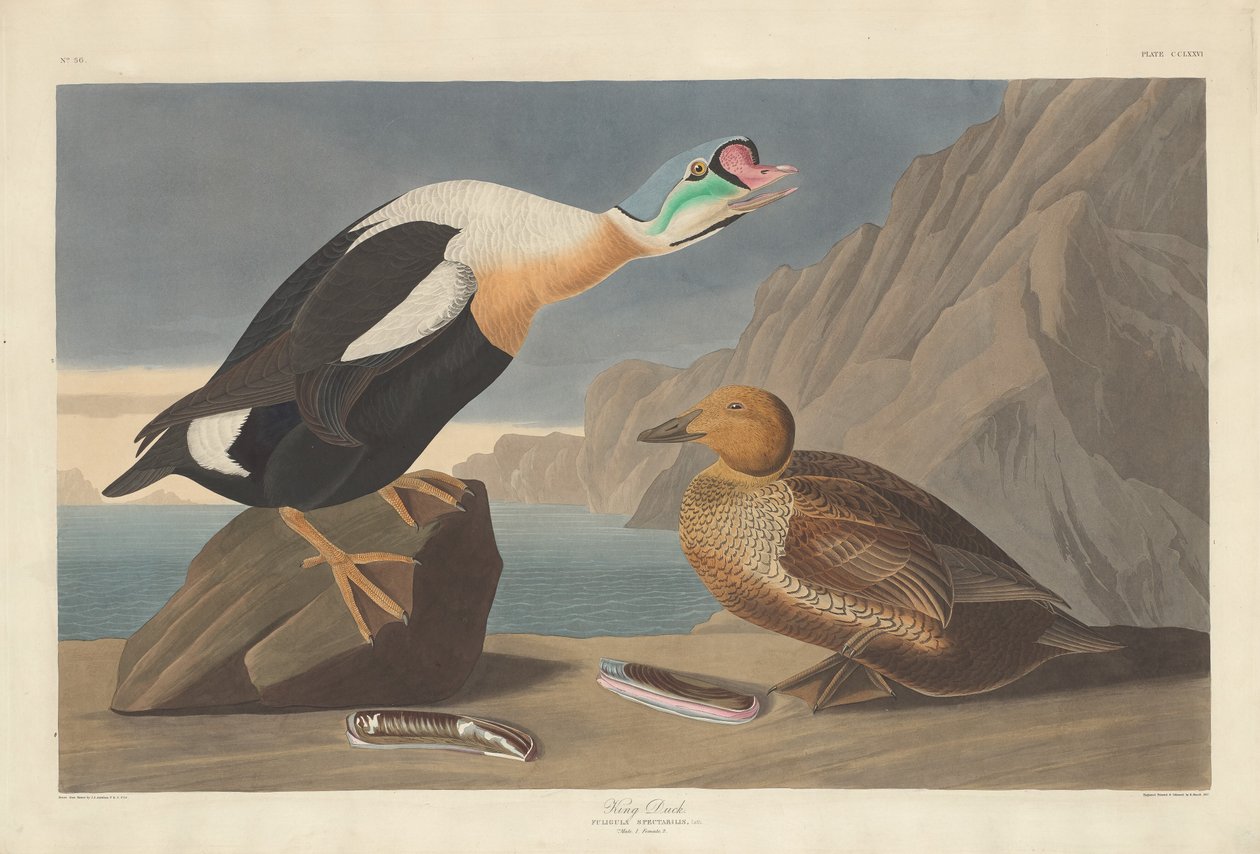 Kachna královská, 1835. od Robert Havell