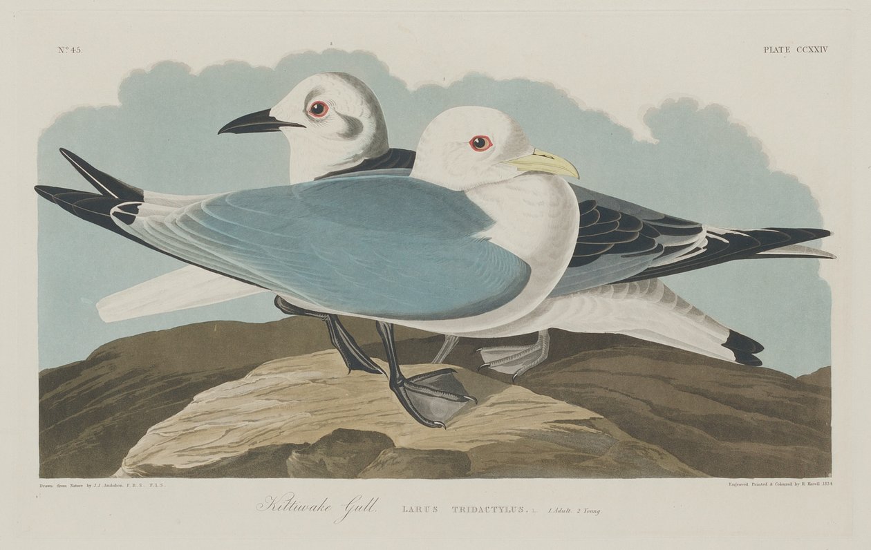 Kittiwake Gold, 1834. od Robert Havell