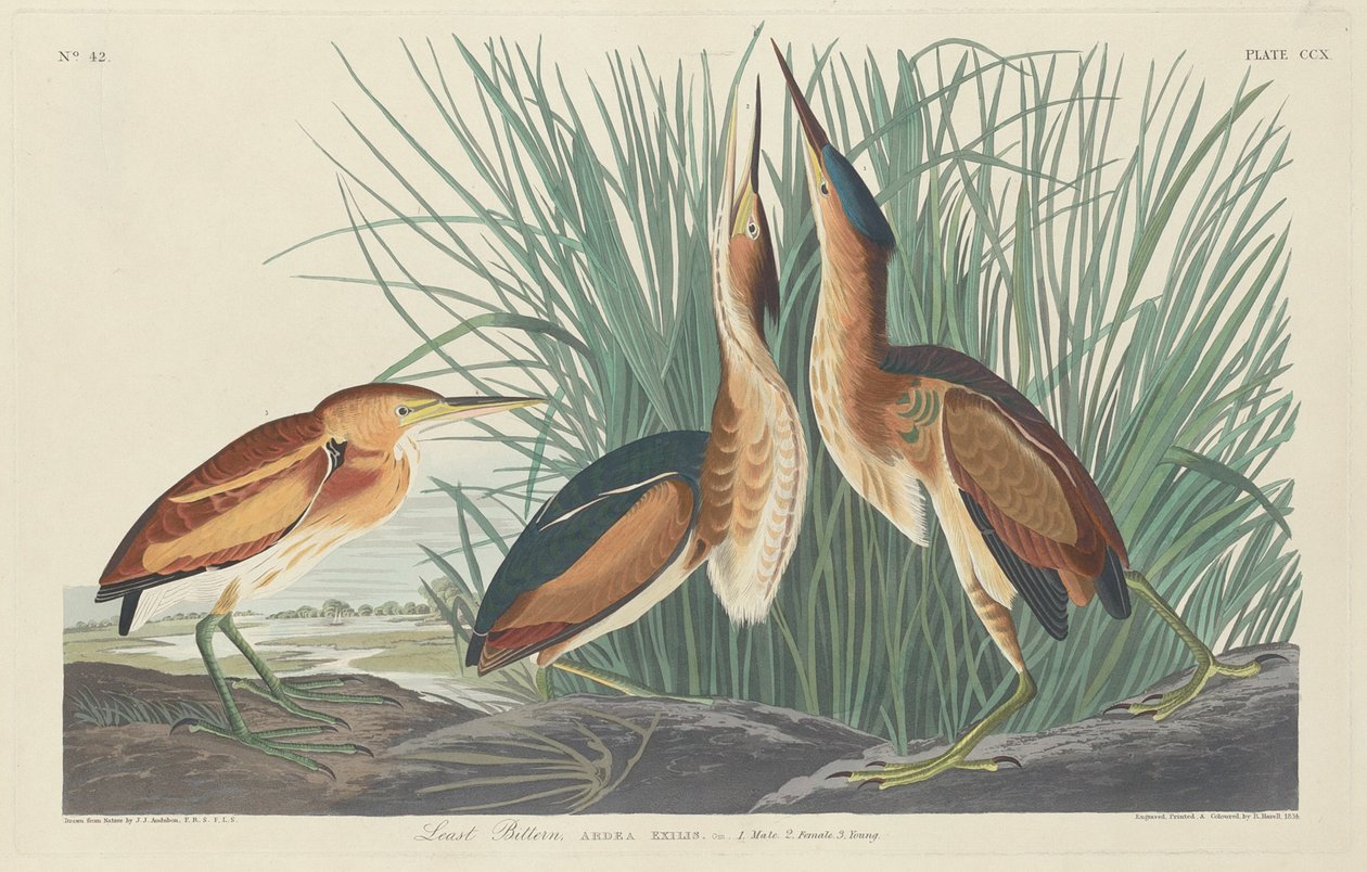 Nejméně Bittern, 1834. od Robert Havell