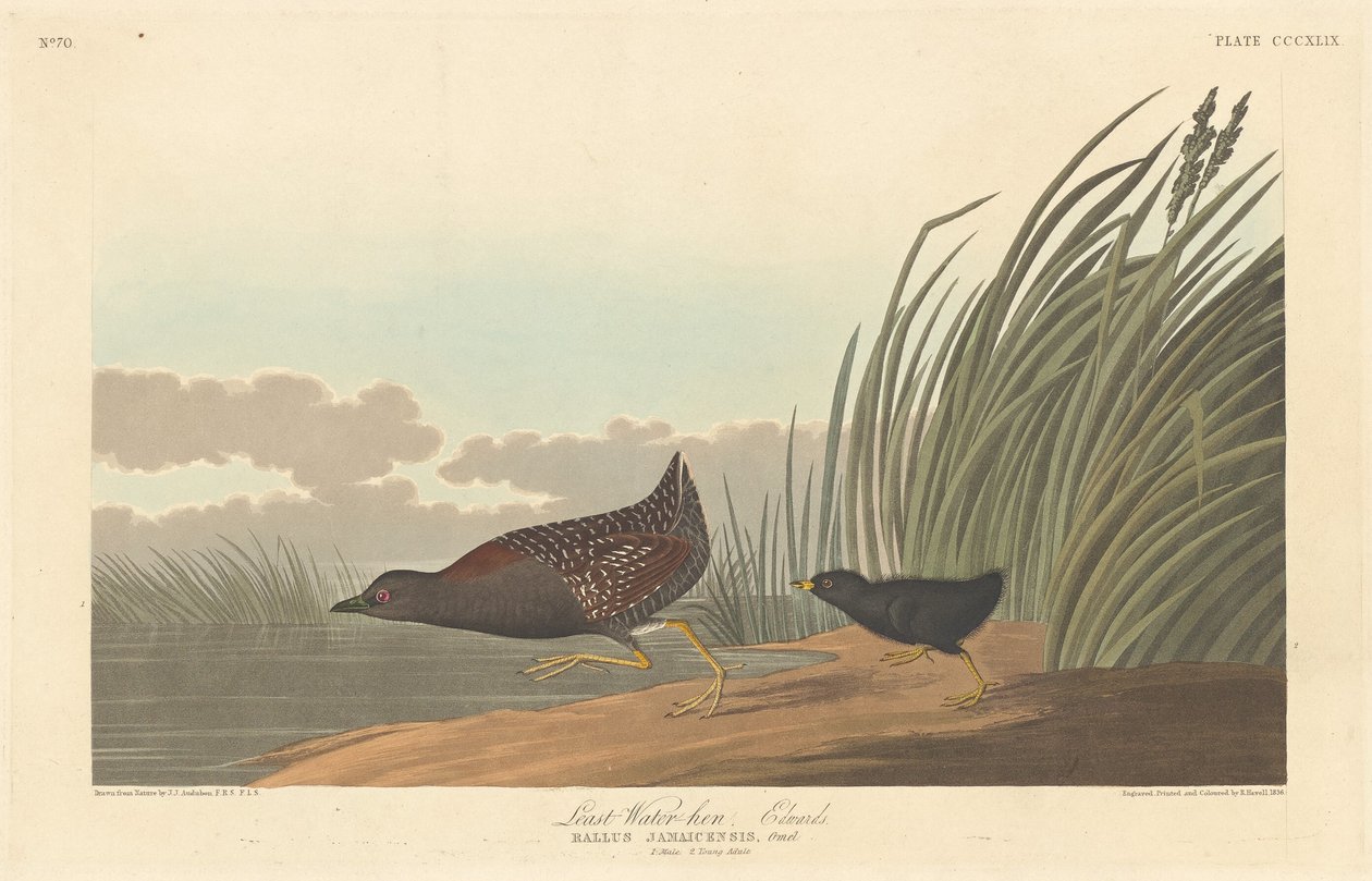 Nejméně vodní slepice, 1836. od Robert Havell