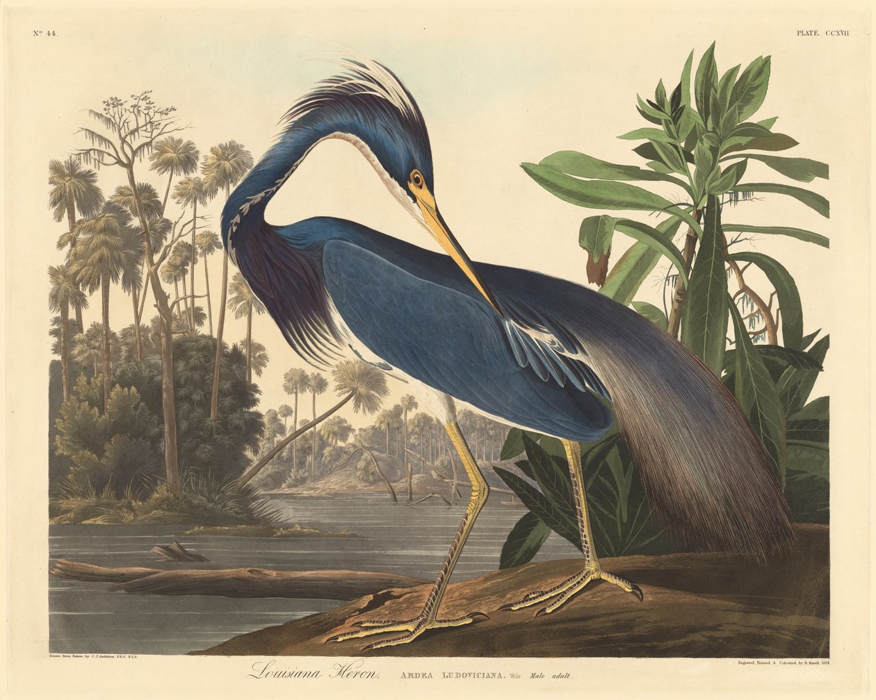 Louisiana Heron, 1834. od Robert Havell