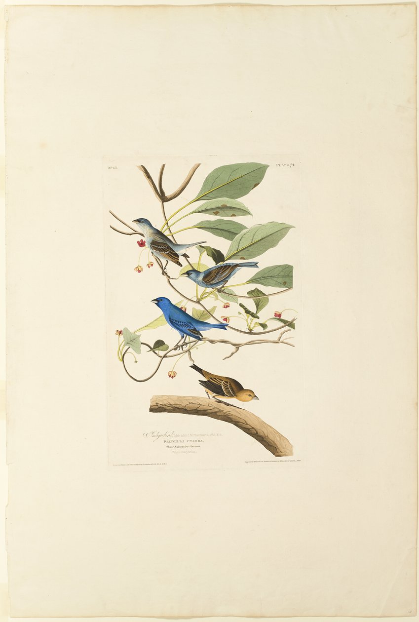 Samec Indigo Bird od Robert Havell