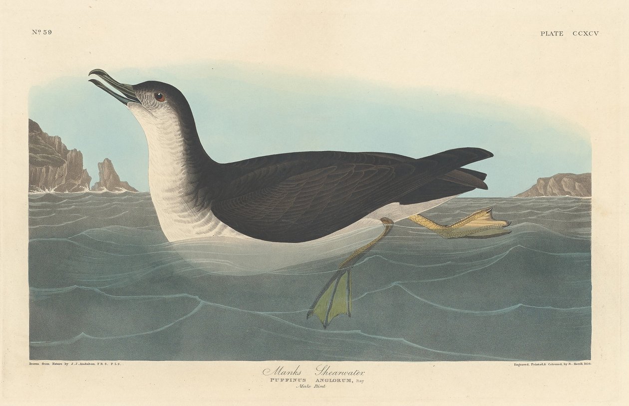 Manks Shearwater, 1836. od Robert Havell
