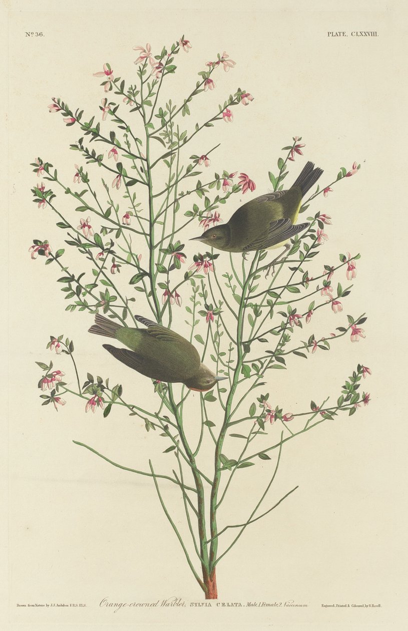 Pěnice oranžová, 1833. od Robert Havell
