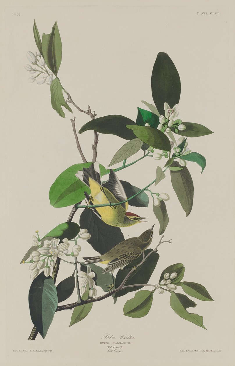Palmový pěnice, 1833. od Robert Havell