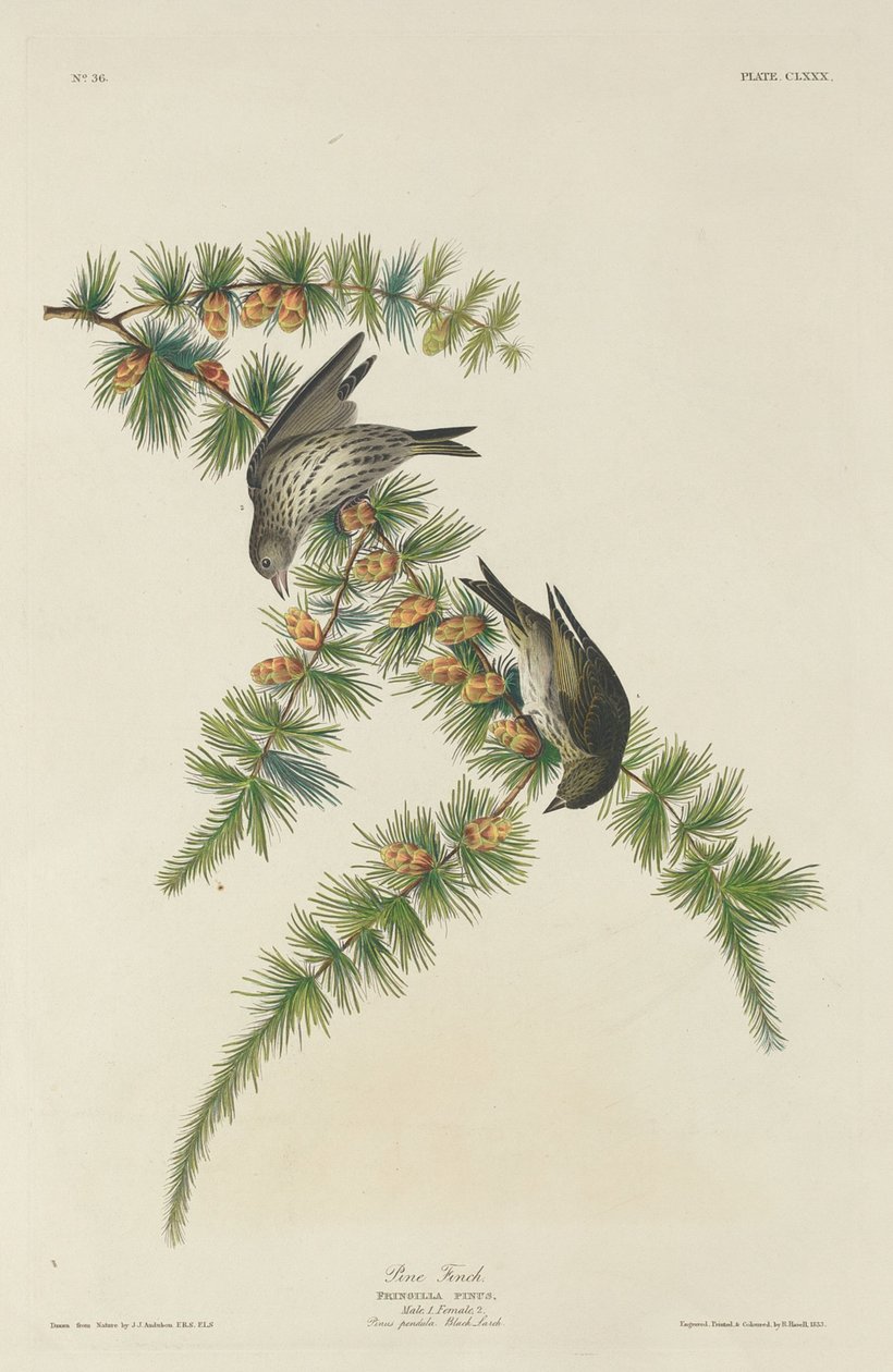 Pine Finch, 1833. od Robert Havell