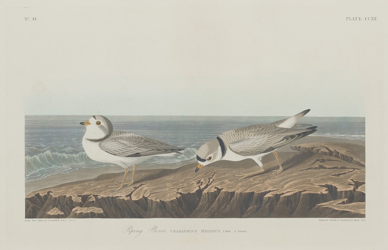 Piping Plover, 1834. od Robert Havell