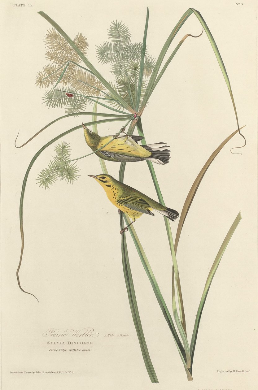Prairie pěnice, 1827. od Robert Havell