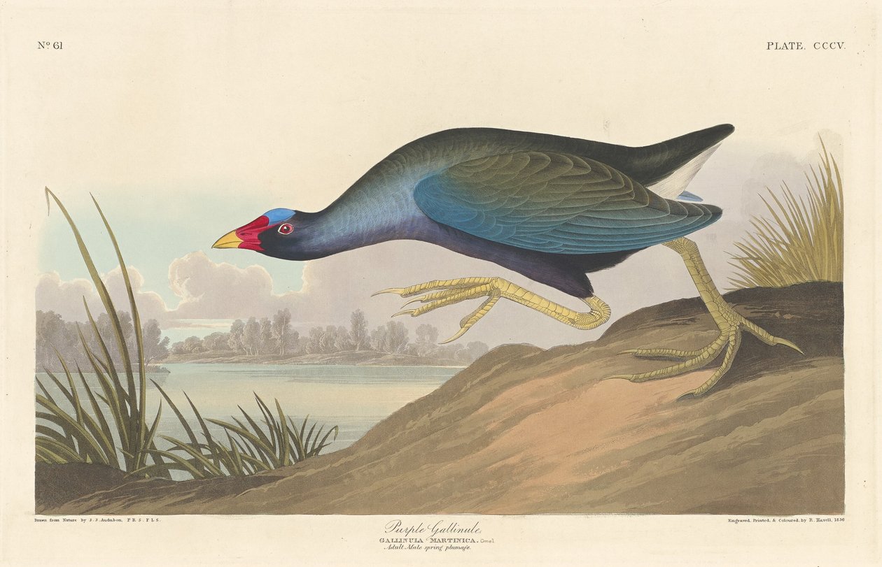 Purple Gallinule, 1836. od Robert Havell