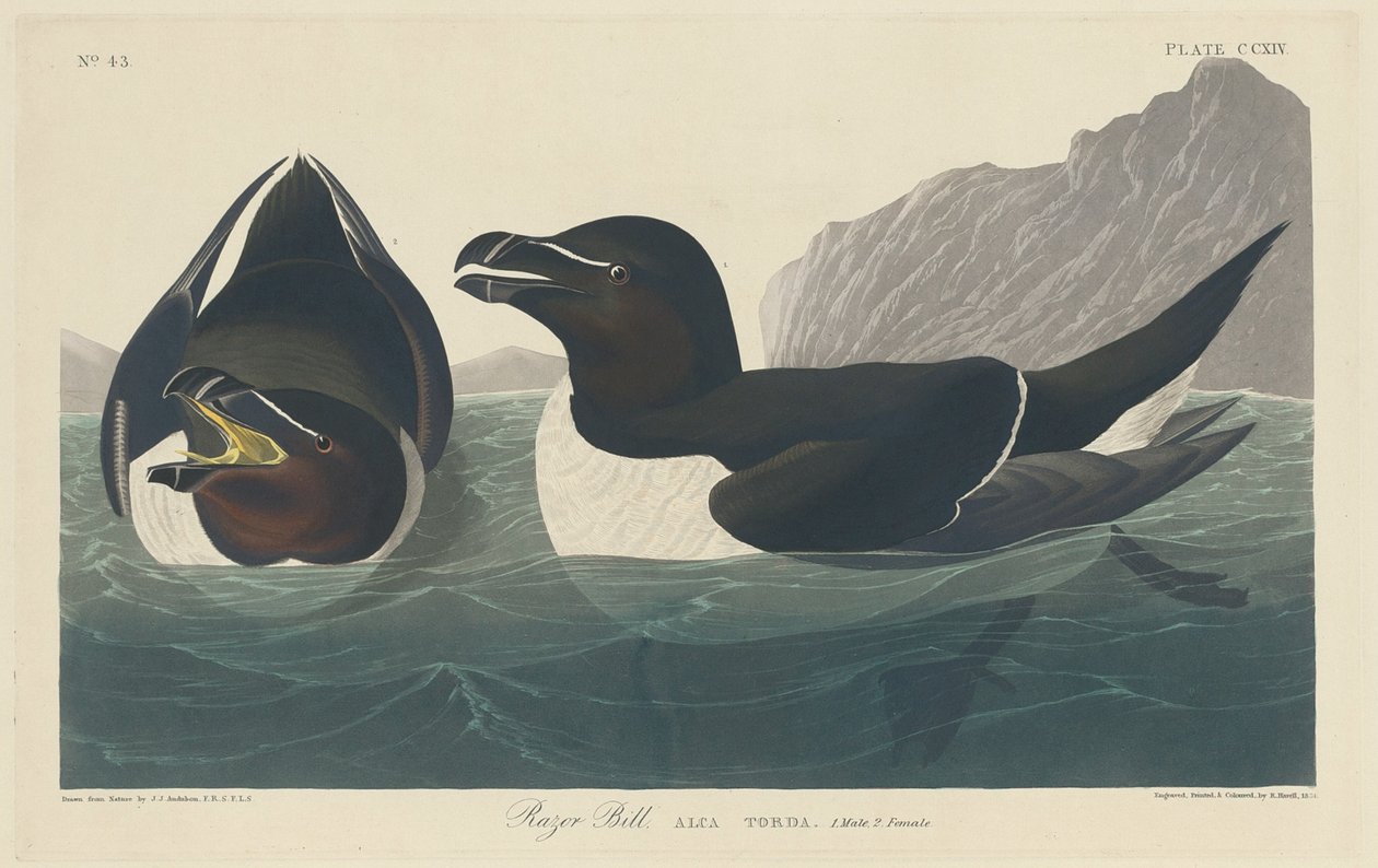 Razor Bill, 1834. od Robert Havell