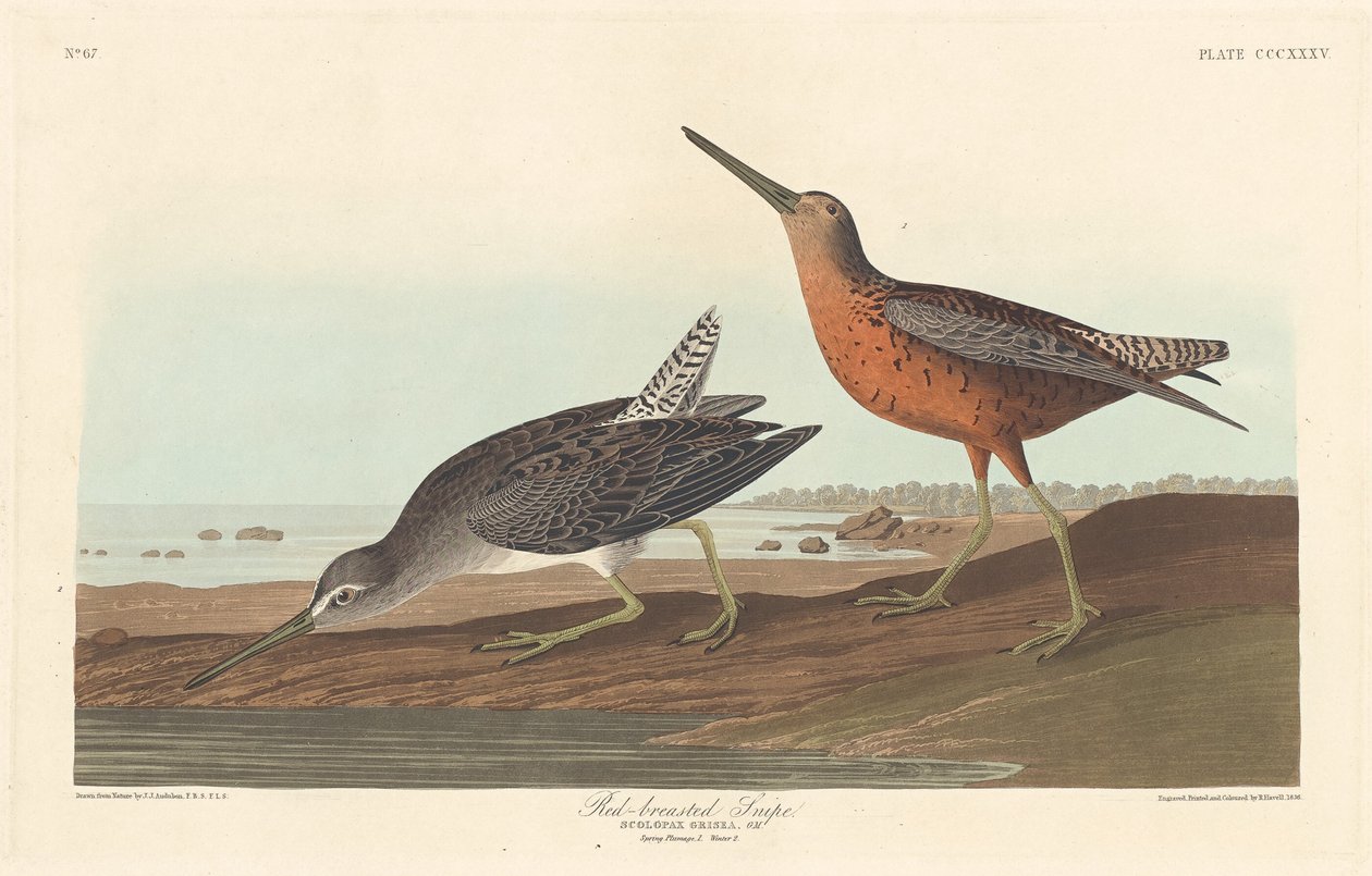 Snipe červenoprsý, 1836. od Robert Havell