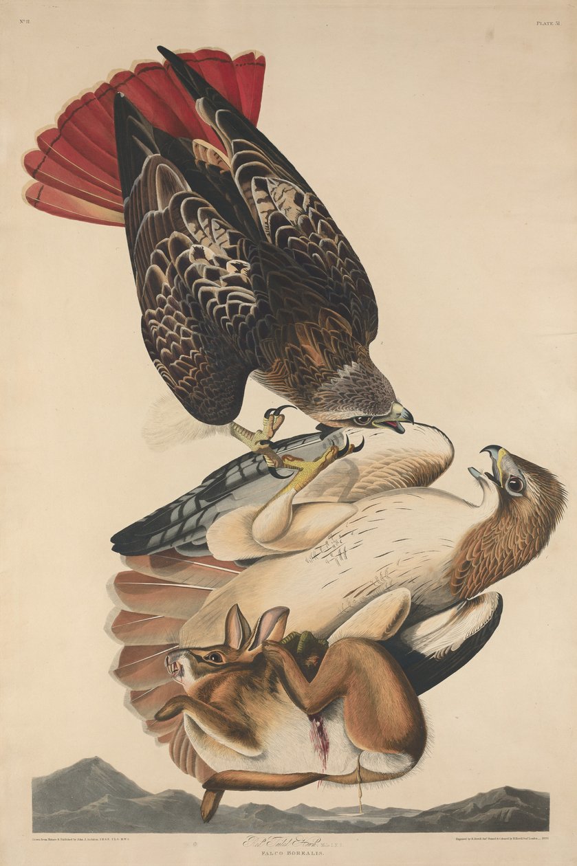 Red Tailed Hawk, 1829. od Robert Havell