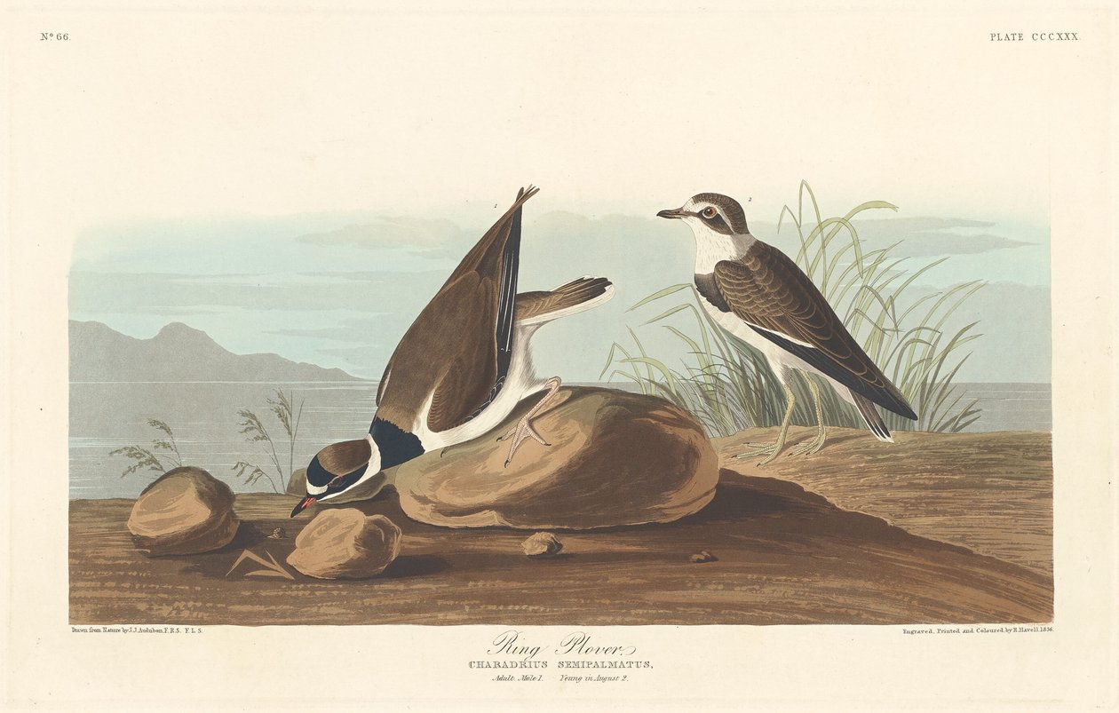 Ring Plover, 1836. od Robert Havell