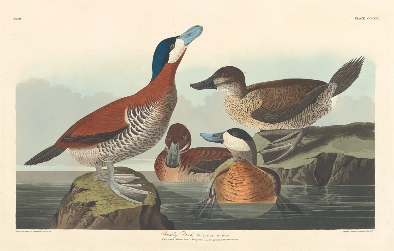Ruddy Duck, 1836. od Robert Havell