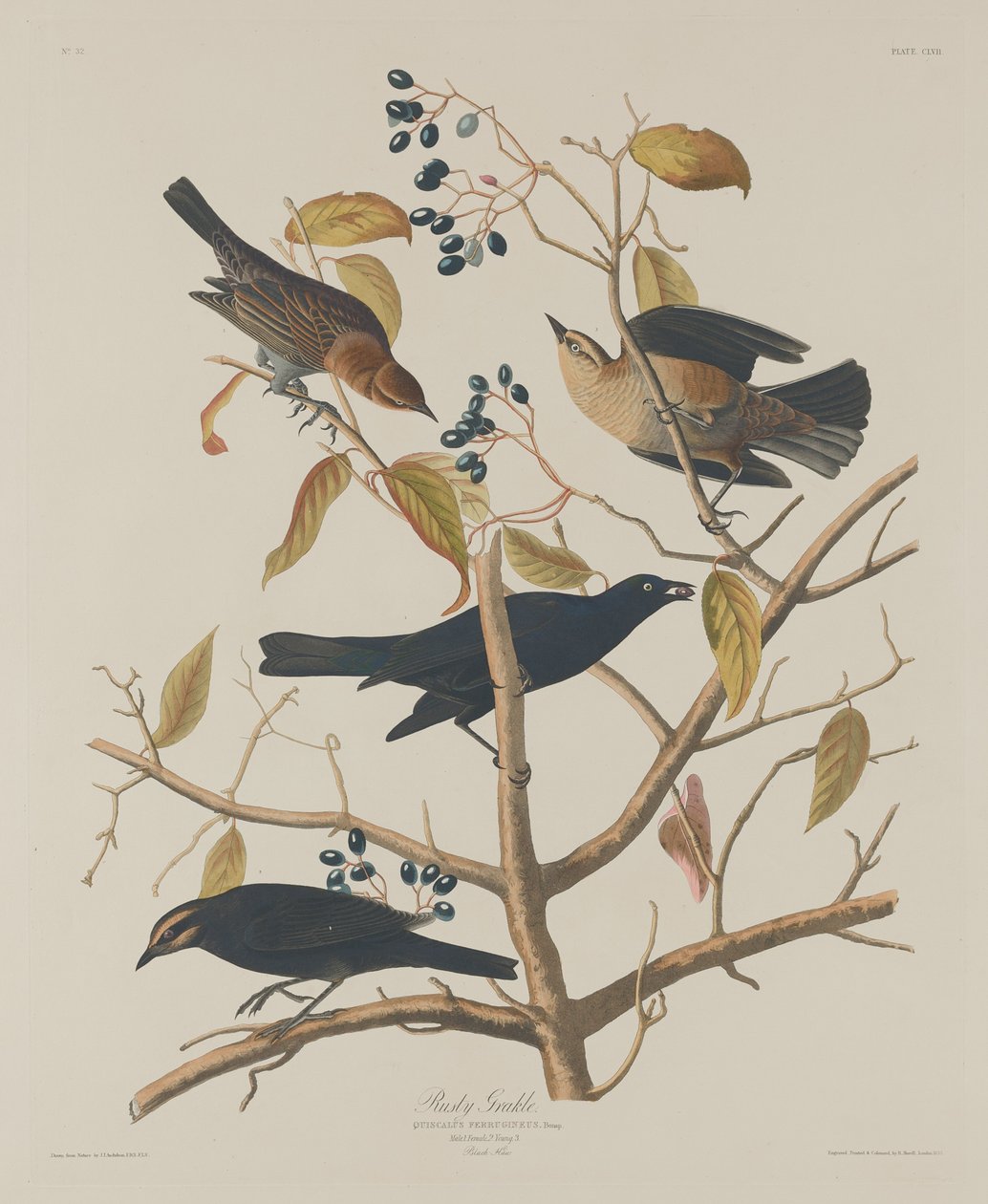 Rusty Grakle, 1833. od Robert Havell