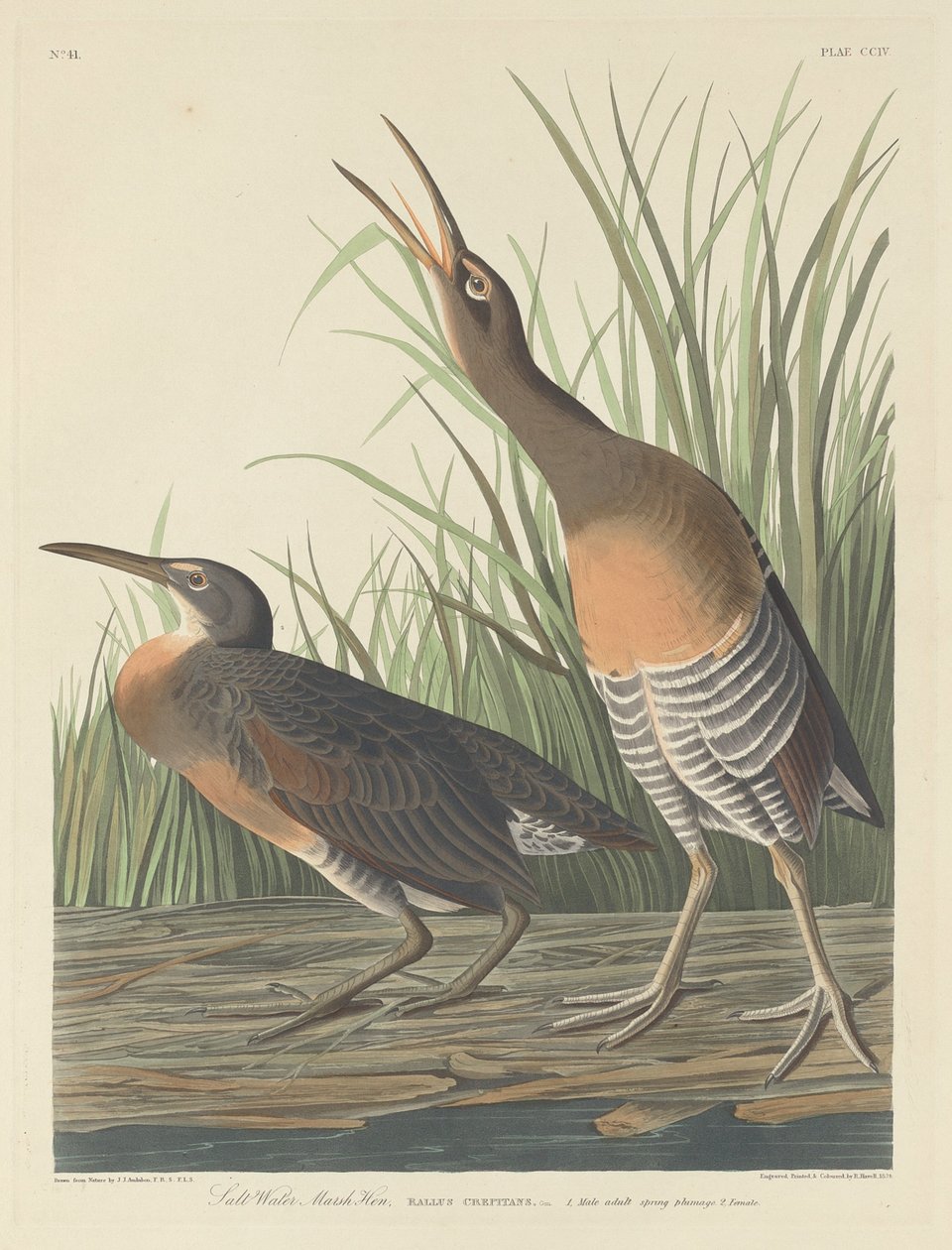 Slepice slané vody, 1834. od Robert Havell