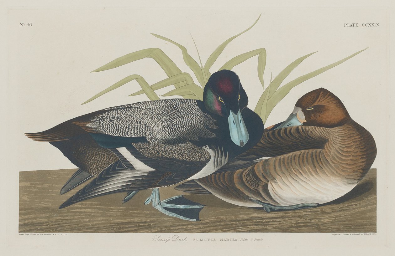 Scaup Duck, 1834. od Robert Havell