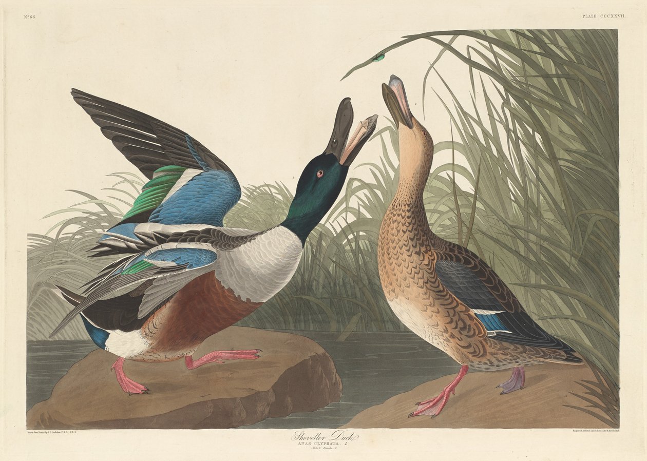 Kachna lopata, 1836. od Robert Havell